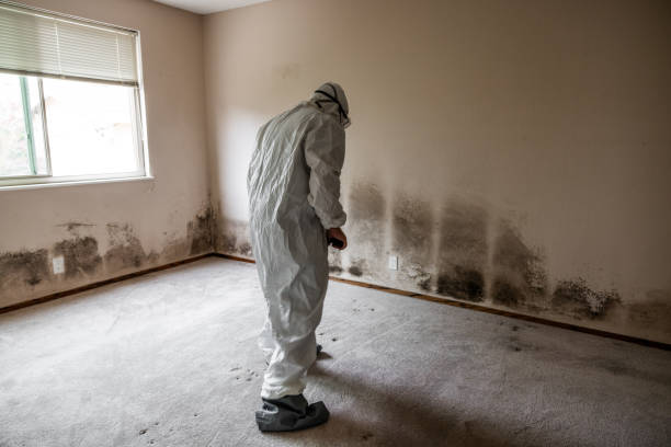 Best Mold Remediation  in Long Beach, WA