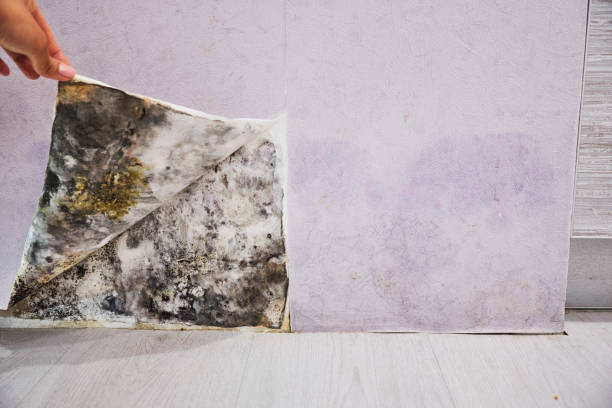 Best Residential Mold Removal  in Long Beach, WA